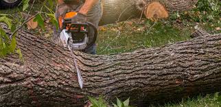Best Leaf Removal  in Troy, TX