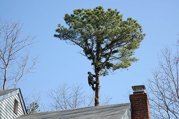 How Our Tree Care Process Works  in  Troy, TX